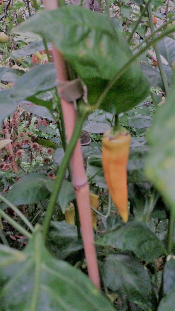 Aji Chile