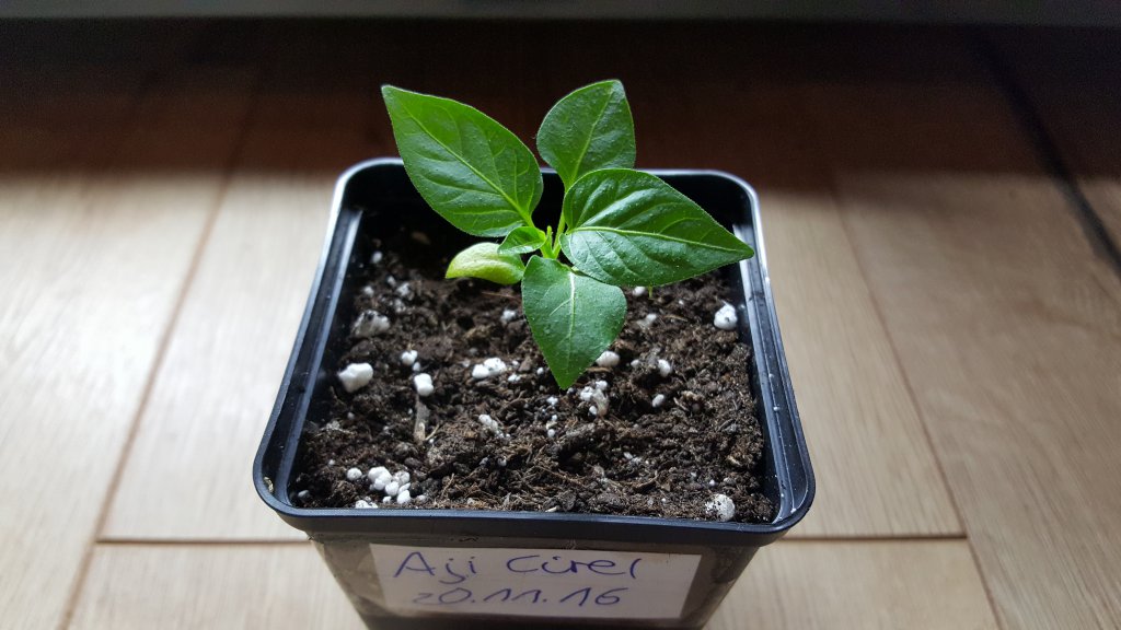 Aji Cirel