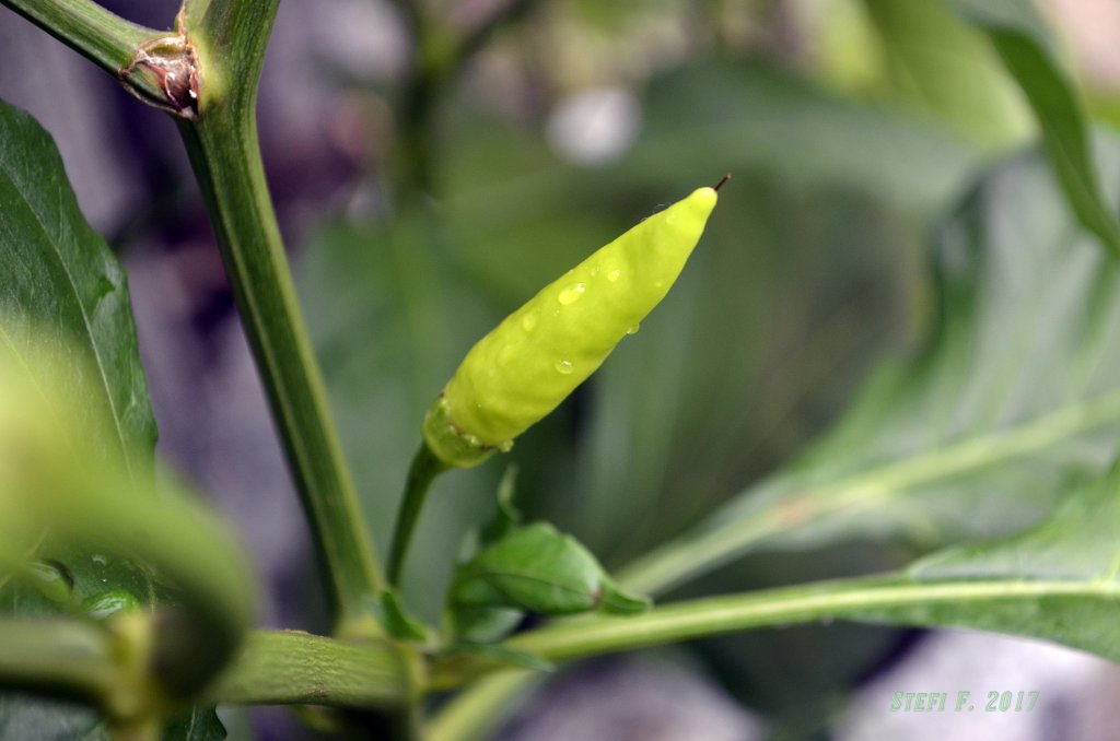 Aji Criollo