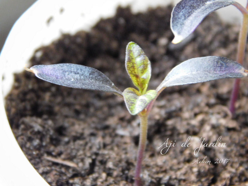 Aji De Jardin3