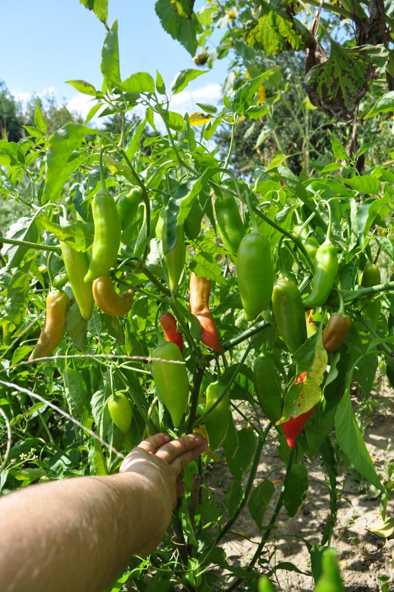 aji delight baum.jpg