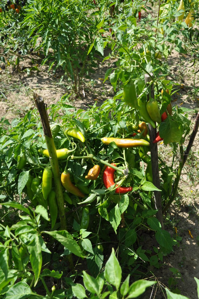 aji delight.jpg
