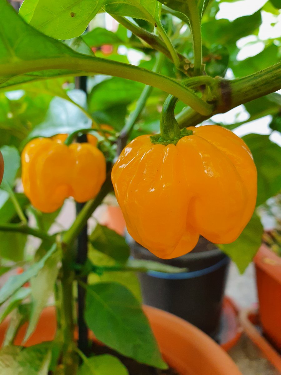 Aji Duice Amarillo