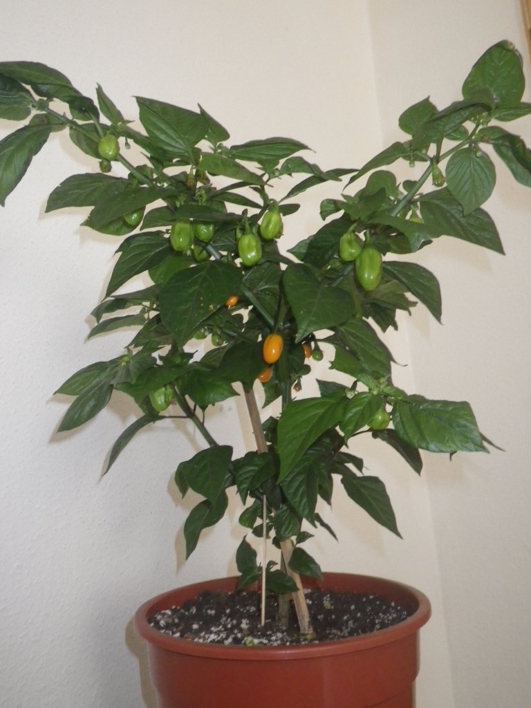 Aji dulce Amarillo 21.7.