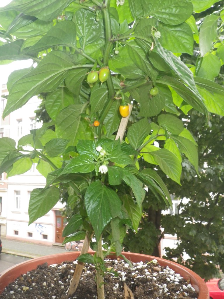 Aji dulce Amarillo "Erbse"