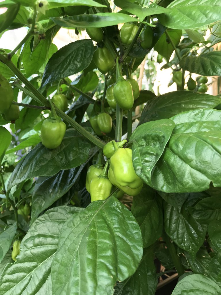 Aji Dulce Amarillo