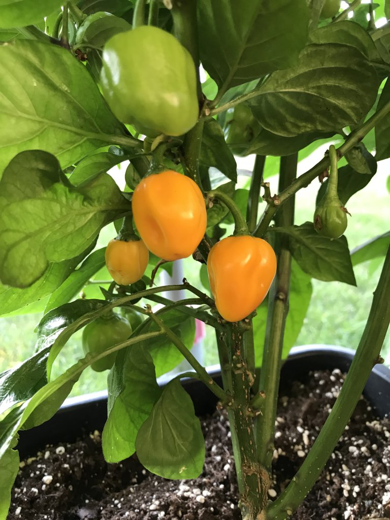 Aji Dulce Amarillo