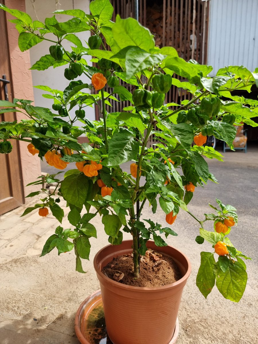 Aji Dulce Amarillo