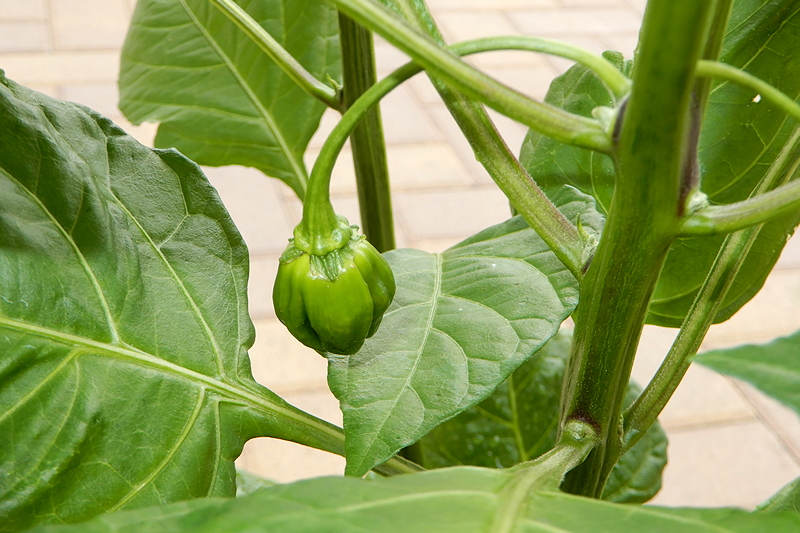 Aji Dulce Rojo