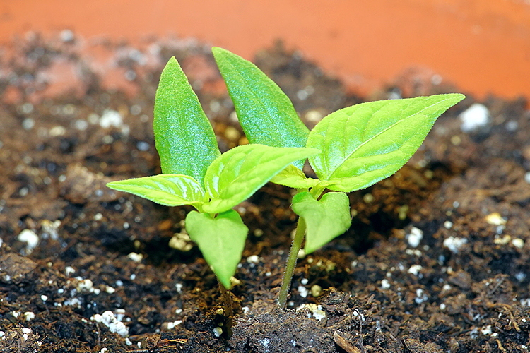 Aji Dulce Rojo