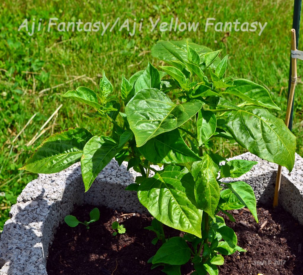 Aji Fantasy/Aji White Fantasy