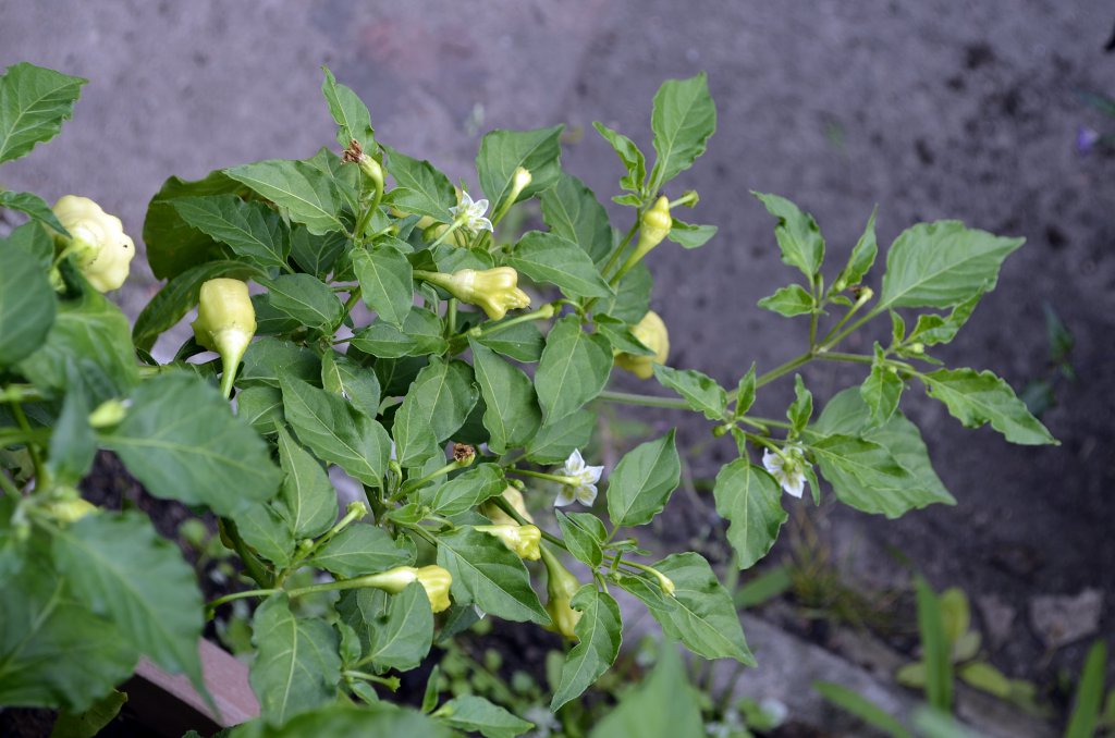 Aji Fantasy Sparkling White