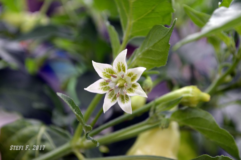 Aji Fantasy Sparkling White