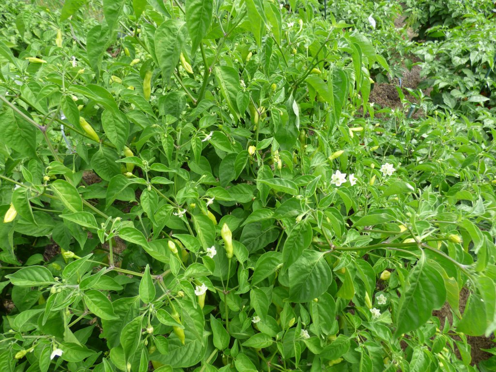 Aji Finlandia 2