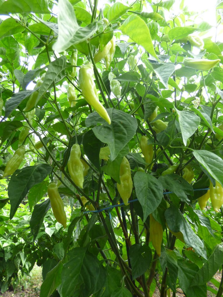 Aji Finlandia