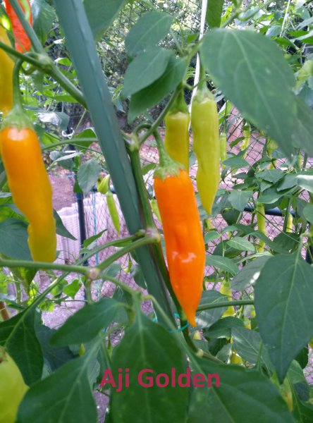 Aji Golden 2