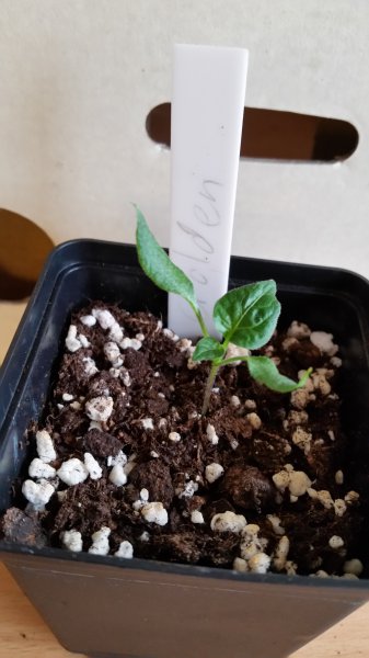 AJI Golden 20160214_130832