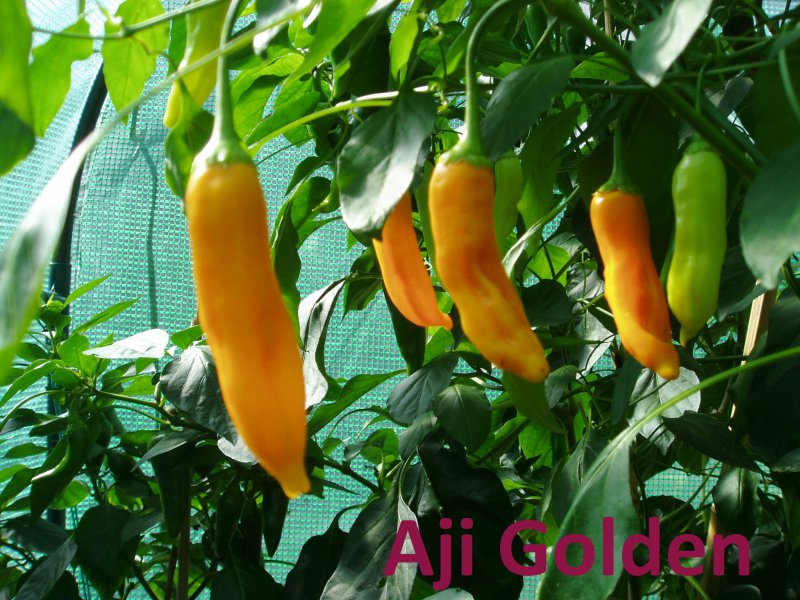 Aji Golden 3