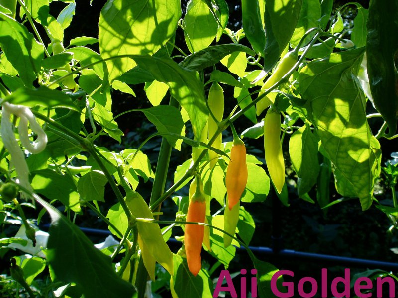 Aji Golden