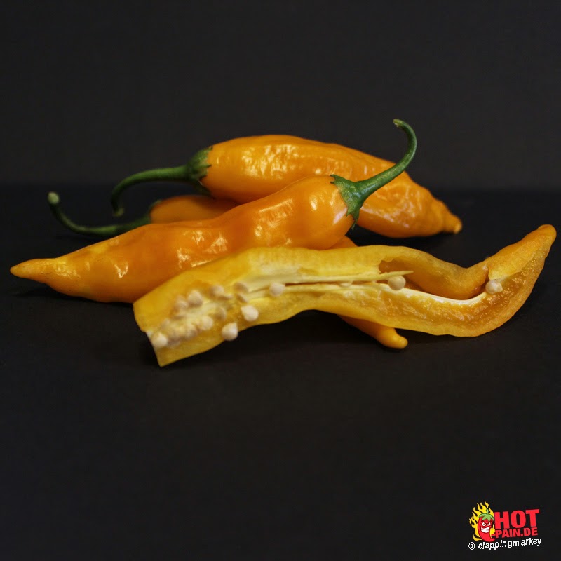 Aji-golden_pod