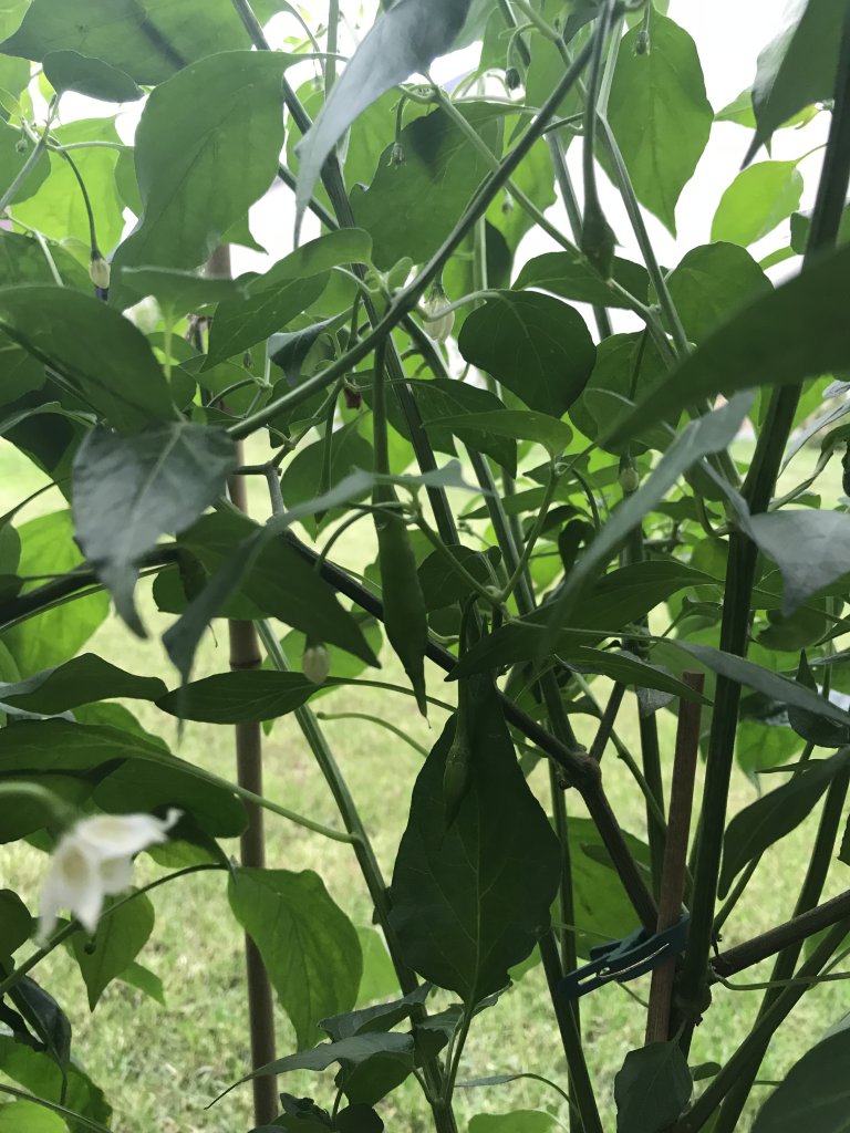 Aji Guyana groß