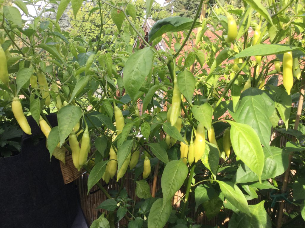 Aji Habanero