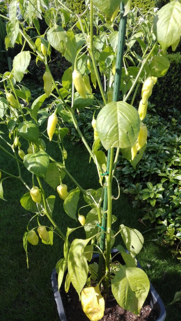 Aji Habanero