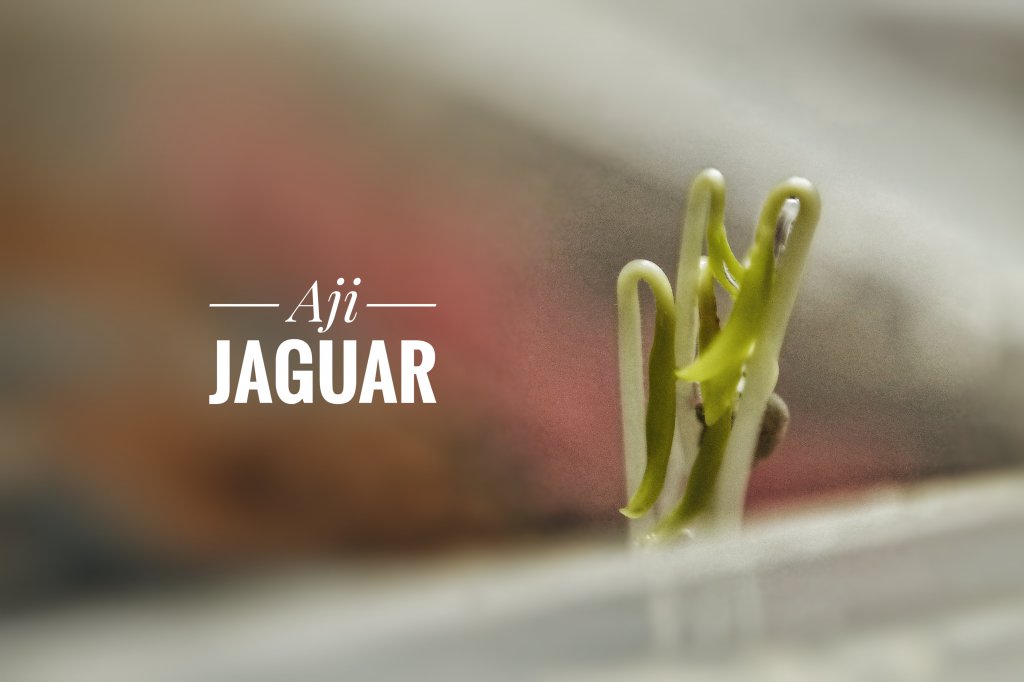 Aji Jaguar