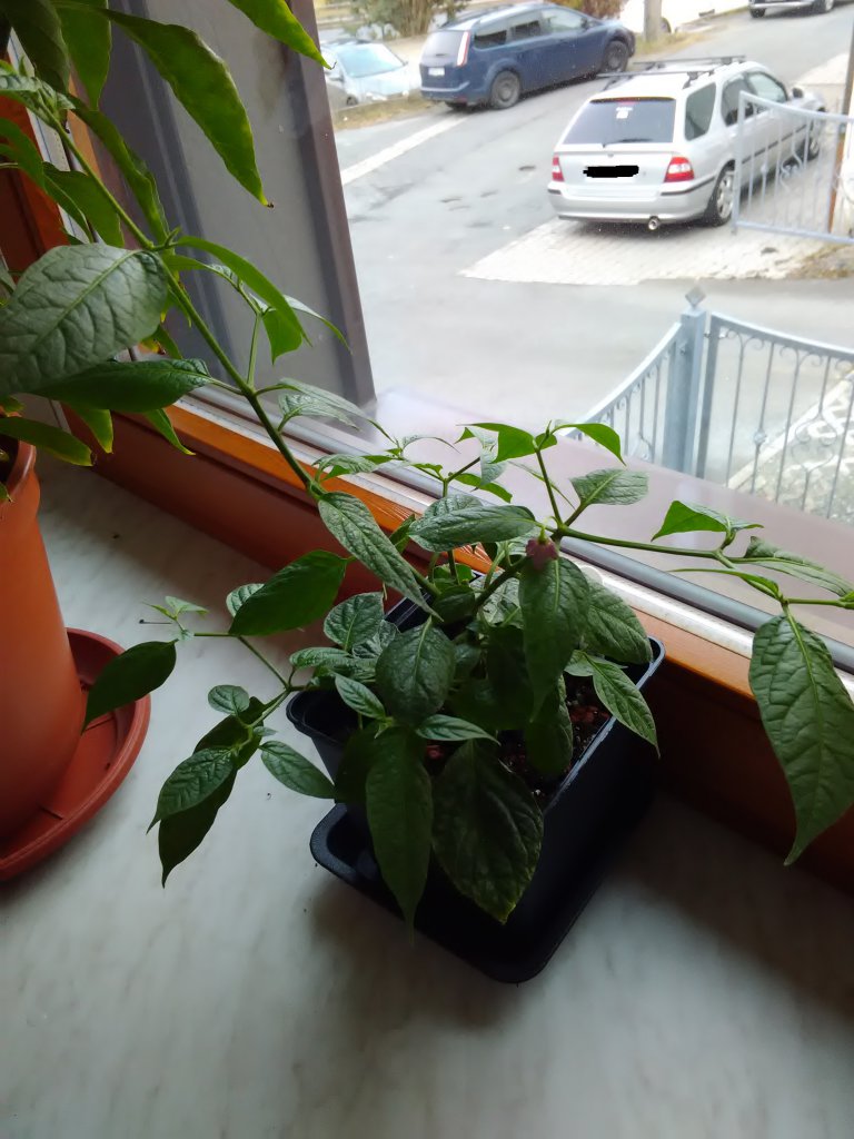 Aji Largo 4.3.