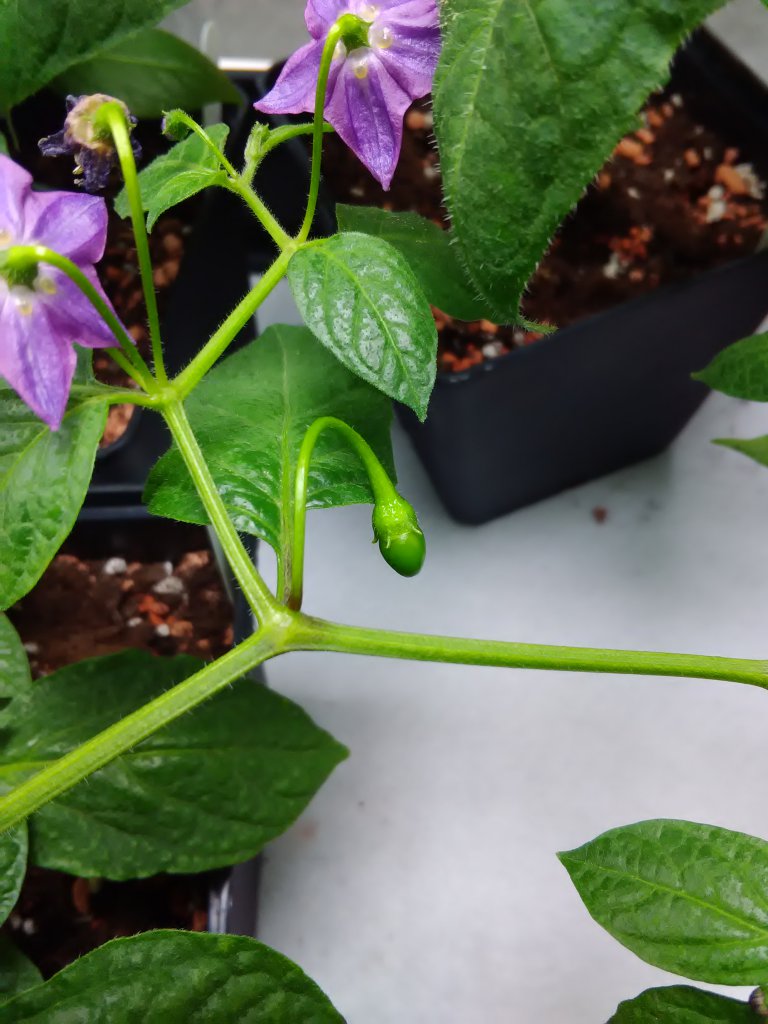 Aji Largo Fruchtansatz