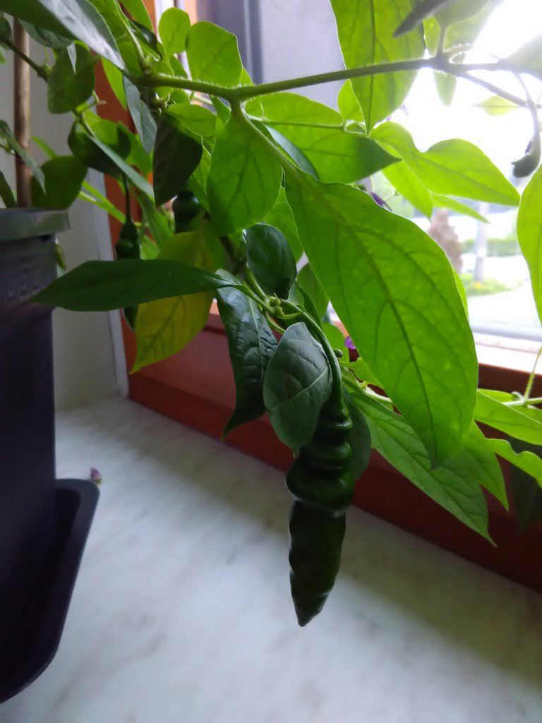 Aji Largo Fruchtansatz