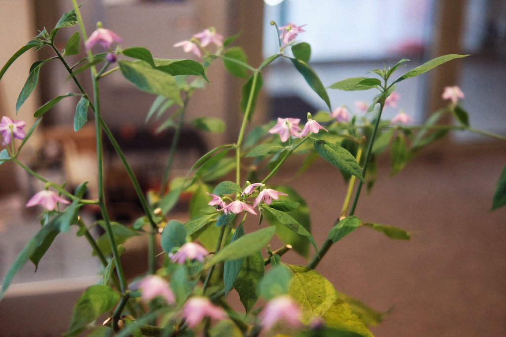 Aji Largo Indoor