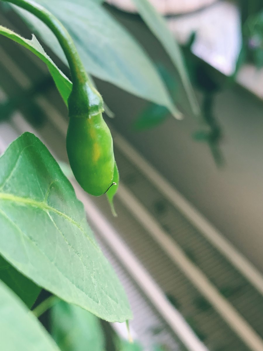 Aji Largo Indoor