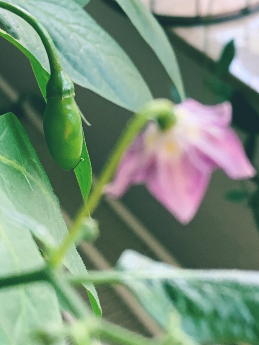 Aji Largo Indoor