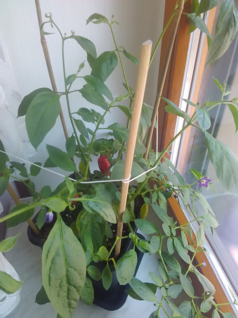 Aji Largo reife Frucht