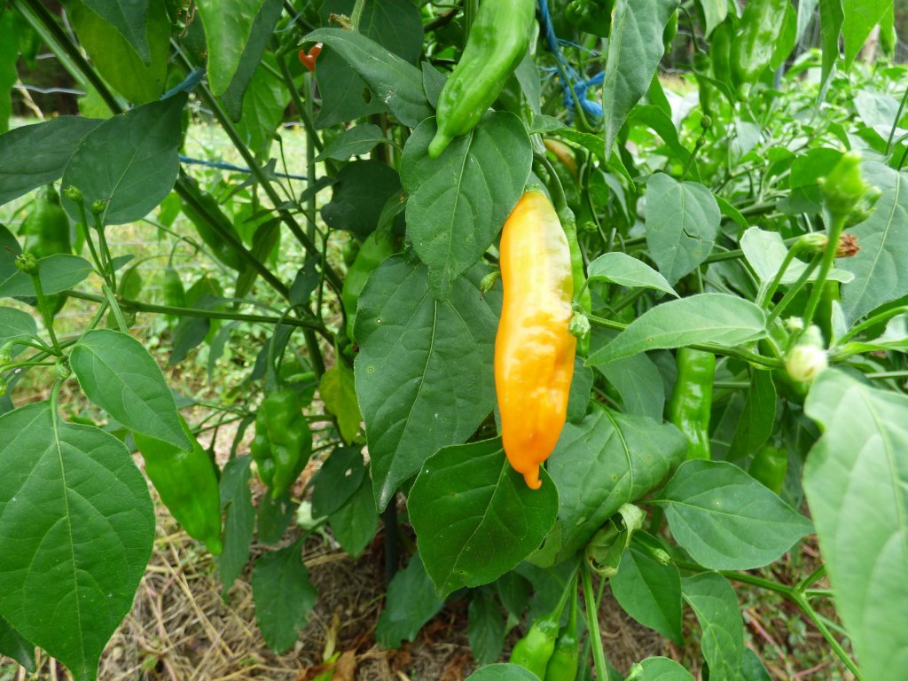 Aji Mango