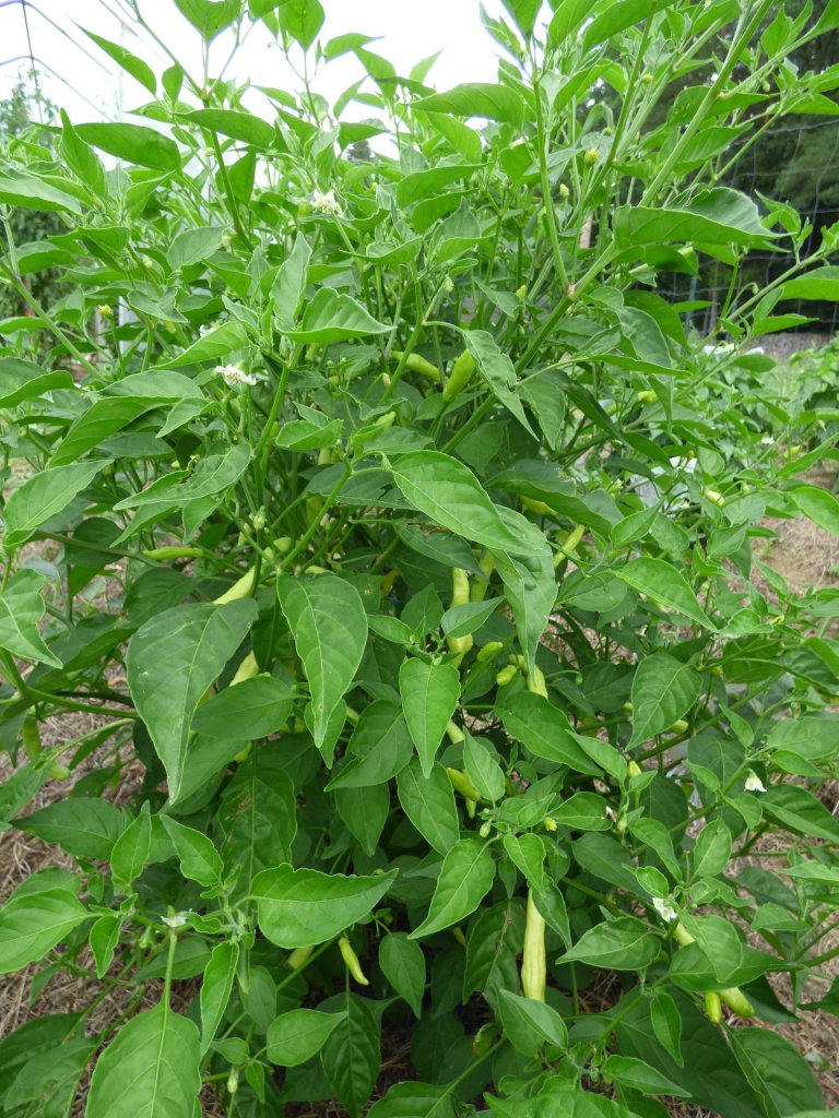 Aji Melocoton