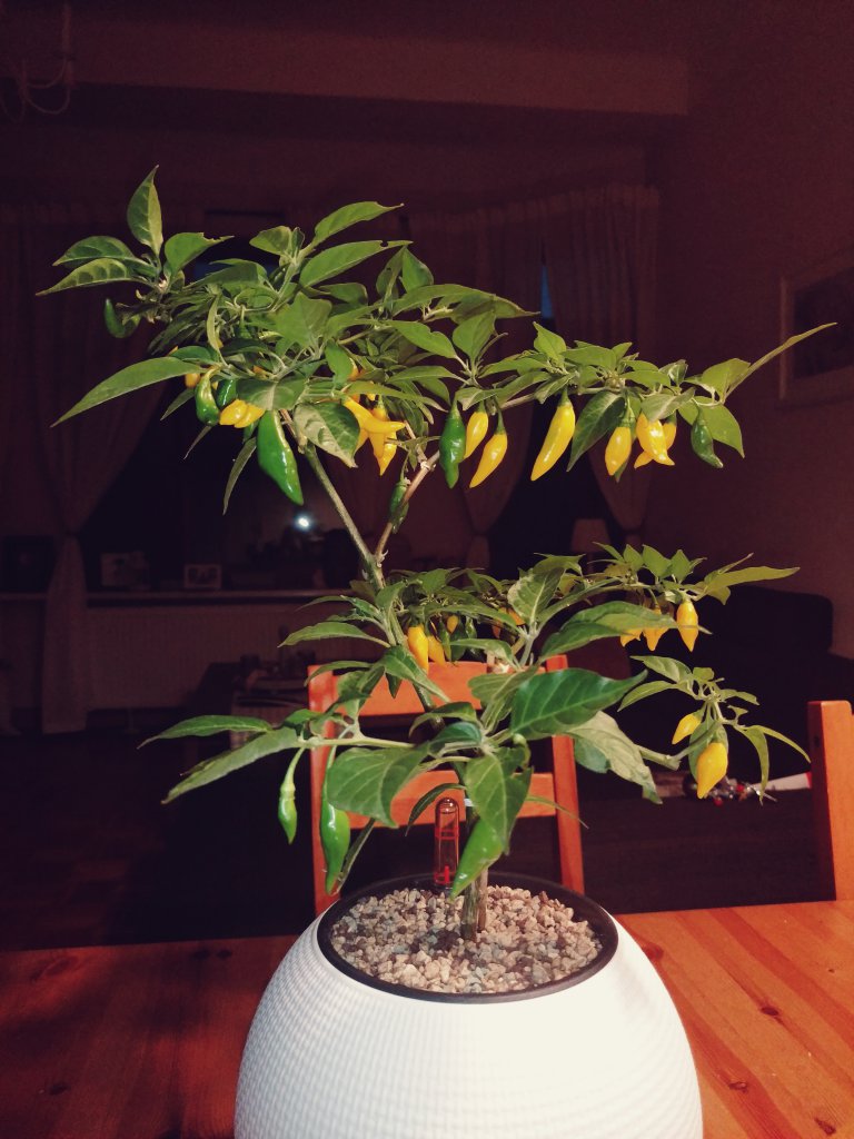 Aji Mochero