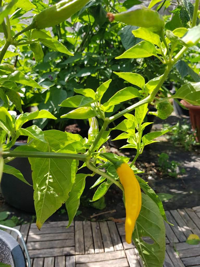 Aji Pineapple