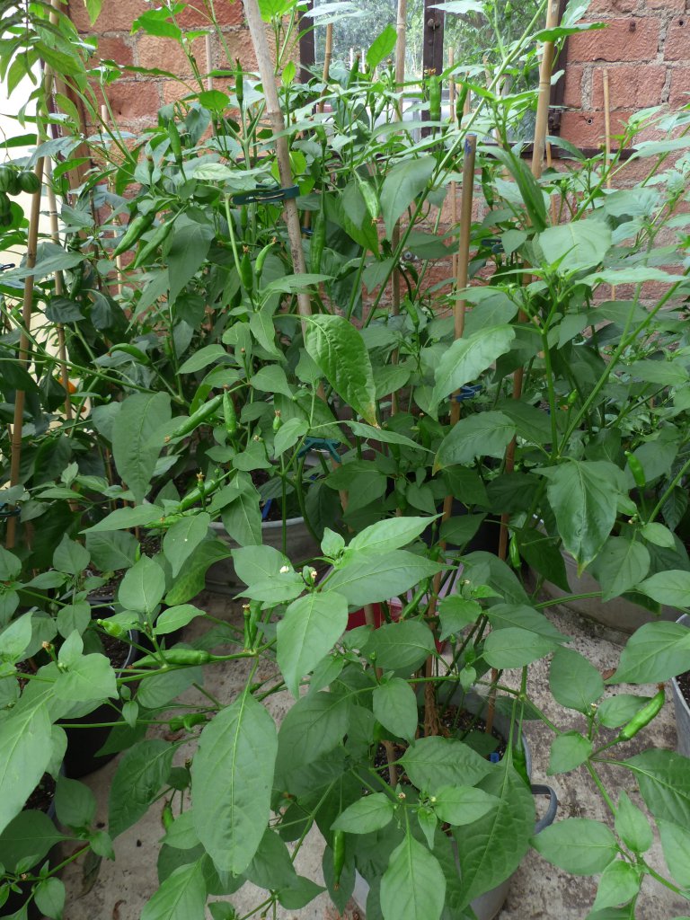 Aji Pineapple