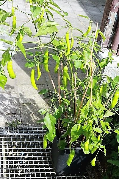 Aji Rojuco