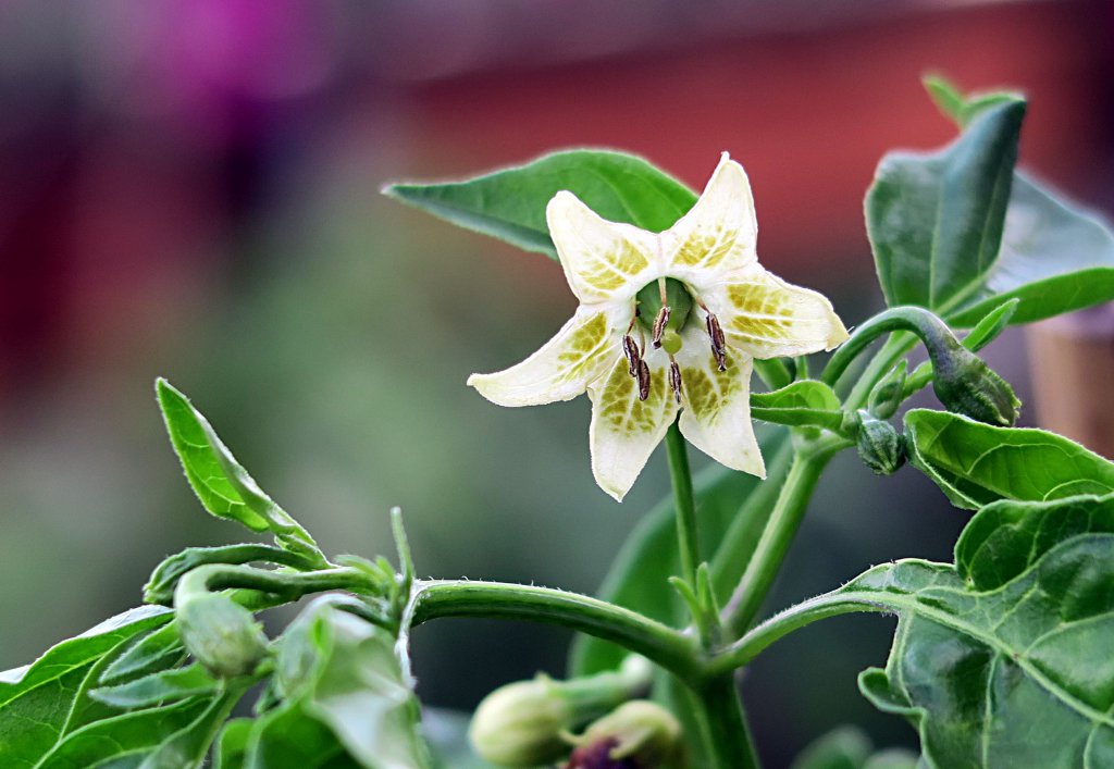 Aji Verde Blüte