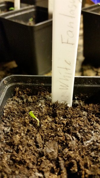Aji White Fantasy 06.01.16 001