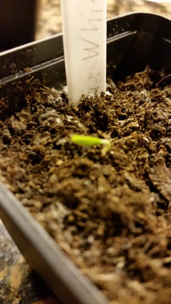 Aji White Fantasy 06-01-16