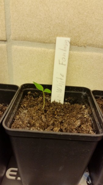 Aji White Fantasy-09-01-16