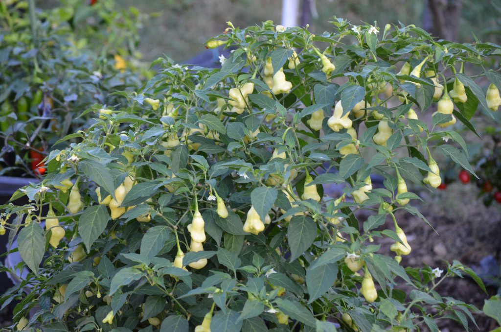 Aji White Fantasy