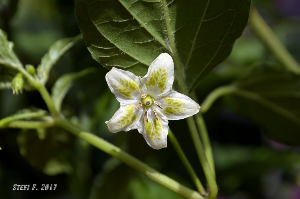 Aji White Fantasy