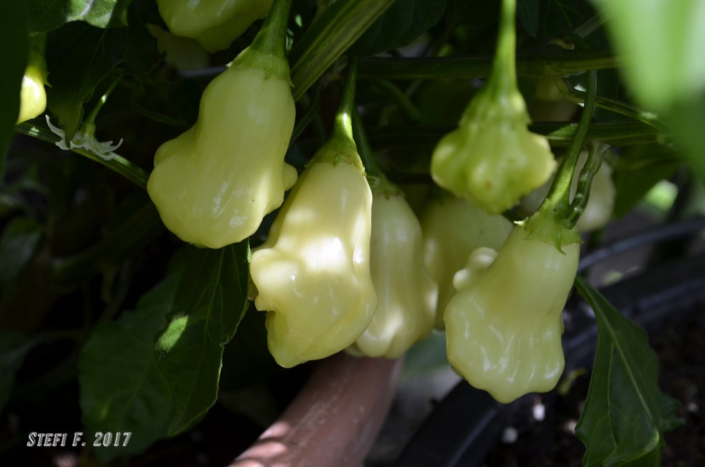 Aji White Fantasy