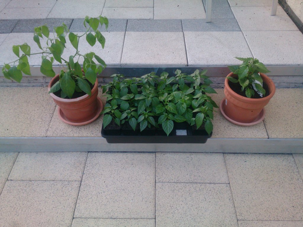 Alle Chilies zusammen