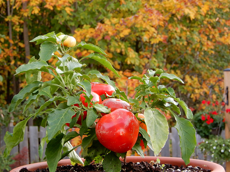 Alma Paprika